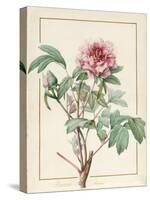 Paeonia Montan-Pierre Joseph Redoute-Stretched Canvas