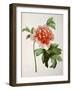 Paeonia Moutan or Peony, from Plantes Rares a Malmaison-Pierre-Joseph Redouté-Framed Giclee Print