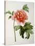 Paeonia Moutan or Peony, from Plantes Rares a Malmaison-Pierre-Joseph Redouté-Stretched Canvas