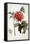 Paeonia Moutan, Published 1799-null-Framed Stretched Canvas