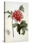 Paeonia Moutan, Published 1799-null-Stretched Canvas