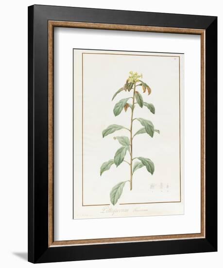 Paeonia Moutan Var. B. Paeonia Suffruticosa-Pierre Joseph Redoute-Framed Giclee Print
