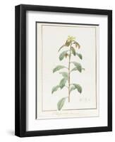 Paeonia Moutan Var. B. Paeonia Suffruticosa-Pierre Joseph Redoute-Framed Giclee Print