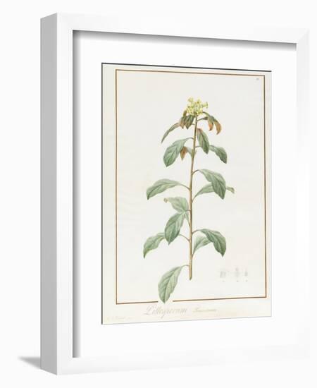 Paeonia Moutan Var. B. Paeonia Suffruticosa-Pierre Joseph Redoute-Framed Giclee Print