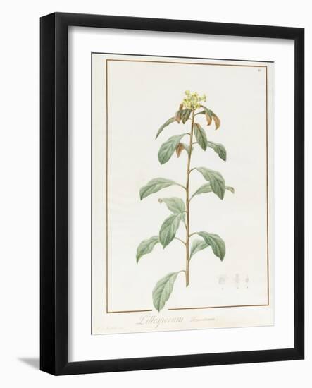 Paeonia Moutan Var. B. Paeonia Suffruticosa-Pierre Joseph Redoute-Framed Giclee Print