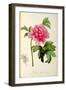 Paeonia Moutan-Pierre-Joseph Redouté-Framed Giclee Print