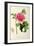 Paeonia Moutan-Pierre-Joseph Redouté-Framed Giclee Print