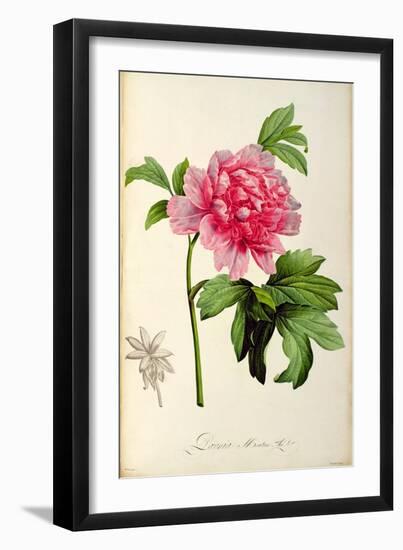 Paeonia Moutan-Pierre-Joseph Redouté-Framed Giclee Print