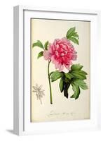 Paeonia Moutan-Pierre-Joseph Redouté-Framed Giclee Print