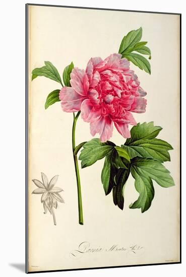 Paeonia Moutan-Pierre-Joseph Redouté-Mounted Giclee Print