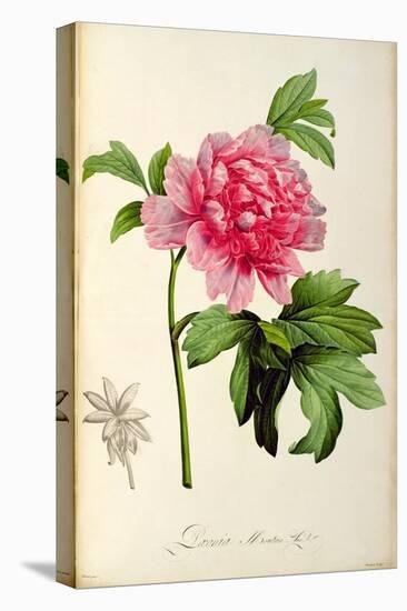 Paeonia Moutan-Pierre-Joseph Redouté-Stretched Canvas