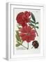 White Frame