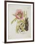 Paeonie-Ferdinand Bernhard Vietz-Framed Premium Giclee Print