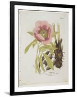 Paeonie-Ferdinand Bernhard Vietz-Framed Premium Giclee Print