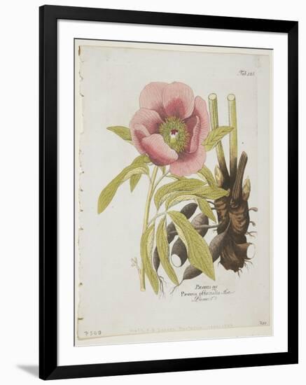Paeonie-Ferdinand Bernhard Vietz-Framed Premium Giclee Print