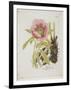 Paeonie-Ferdinand Bernhard Vietz-Framed Premium Giclee Print