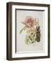 Paeonie-Ferdinand Bernhard Vietz-Framed Giclee Print