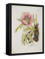 Paeonie-Ferdinand Bernhard Vietz-Framed Stretched Canvas