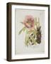 Paeonie-Ferdinand Bernhard Vietz-Framed Giclee Print