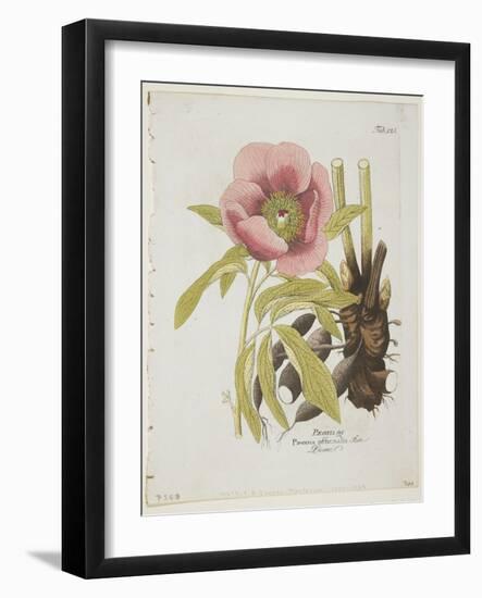 Paeonie-Ferdinand Bernhard Vietz-Framed Giclee Print