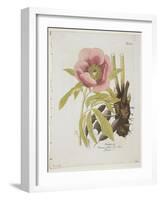 Paeonie-Ferdinand Bernhard Vietz-Framed Giclee Print