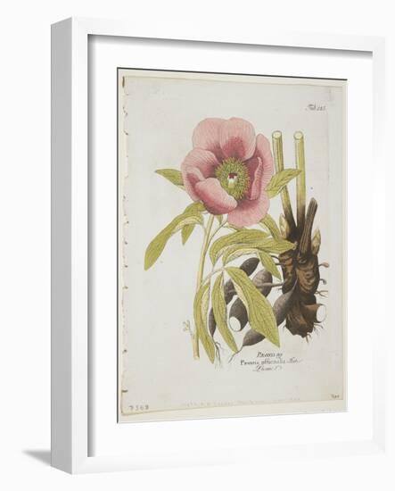 Paeonie-Ferdinand Bernhard Vietz-Framed Giclee Print