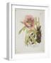 Paeonie-Ferdinand Bernhard Vietz-Framed Giclee Print