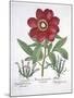 Paeony and Two Polygalons, from Hortus Eystettensis, by Basil Besler-null-Mounted Giclee Print