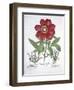 Paeony and Two Polygalons, from Hortus Eystettensis, by Basil Besler-null-Framed Giclee Print