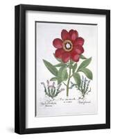 Paeony and Two Polygalons, from Hortus Eystettensis, by Basil Besler-null-Framed Giclee Print