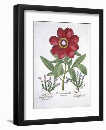 Paeony and Two Polygalons, from Hortus Eystettensis, by Basil Besler-null-Framed Giclee Print