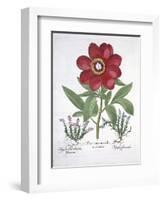 Paeony and Two Polygalons, from Hortus Eystettensis, by Basil Besler-null-Framed Giclee Print