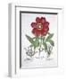 Paeony and Two Polygalons, from Hortus Eystettensis, by Basil Besler-null-Framed Giclee Print