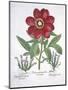 Paeony and Two Polygalons, from Hortus Eystettensis, by Basil Besler-null-Mounted Giclee Print