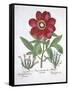 Paeony and Two Polygalons, from Hortus Eystettensis, by Basil Besler-null-Framed Stretched Canvas