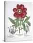 Paeony and Two Polygalons, from Hortus Eystettensis, by Basil Besler-null-Stretched Canvas