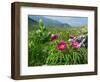 Paeony flowering, Italy-Konrad Wothe-Framed Photographic Print