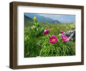 Paeony flowering, Italy-Konrad Wothe-Framed Photographic Print