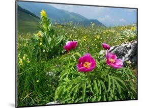 Paeony flowering, Italy-Konrad Wothe-Mounted Photographic Print