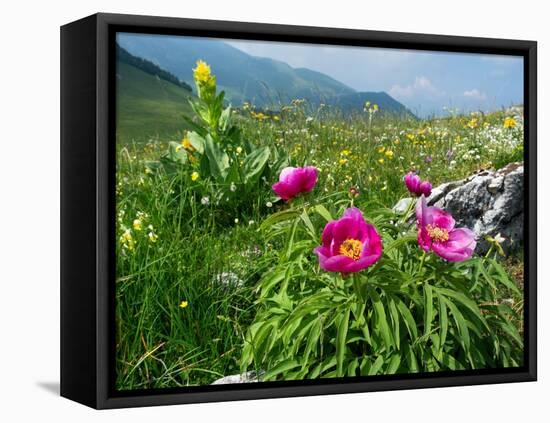 Paeony flowering, Italy-Konrad Wothe-Framed Stretched Canvas