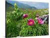 Paeony flowering, Italy-Konrad Wothe-Stretched Canvas