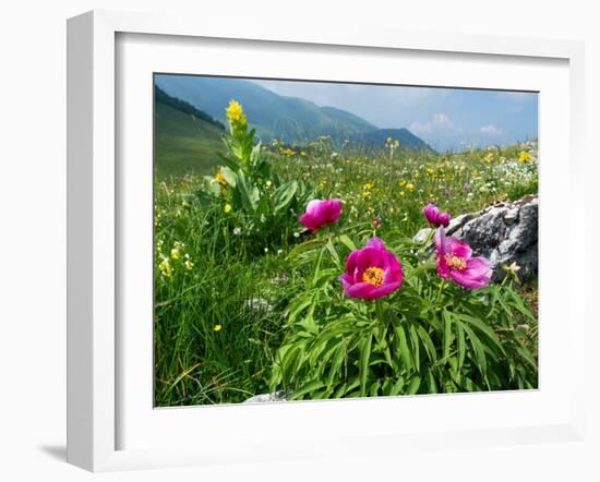 Paeony flowering, Italy-Konrad Wothe-Framed Photographic Print