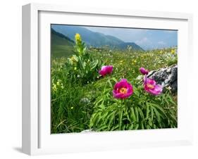 Paeony flowering, Italy-Konrad Wothe-Framed Photographic Print