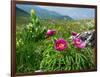 Paeony flowering, Italy-Konrad Wothe-Framed Photographic Print