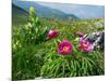 Paeony flowering, Italy-Konrad Wothe-Mounted Photographic Print