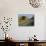 Paestum, Campania, Italy-Bruno Morandi-Mounted Photographic Print displayed on a wall