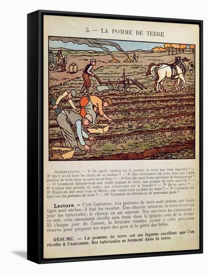 Page from a School Textbook Illustrating the Cultivation of the Potato, c.1910-null-Framed Stretched Canvas