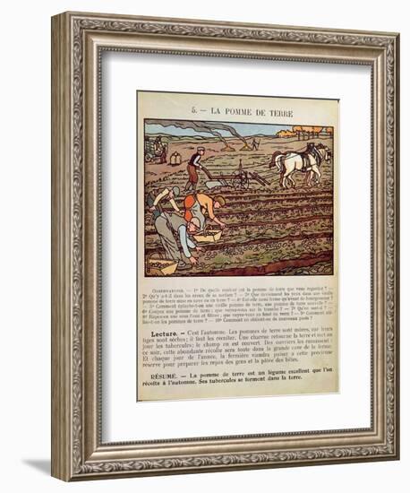 Page from a School Textbook Illustrating the Cultivation of the Potato, c.1910-null-Framed Giclee Print