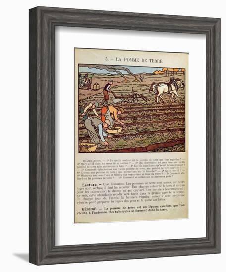 Page from a School Textbook Illustrating the Cultivation of the Potato, c.1910-null-Framed Giclee Print