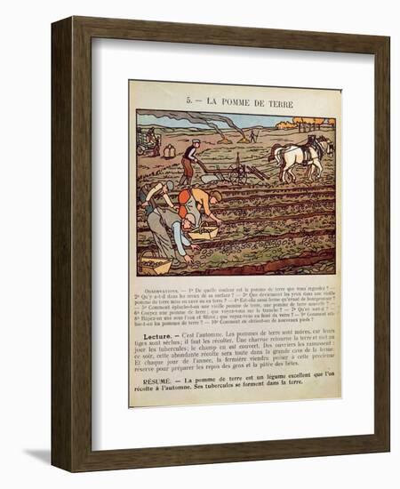 Page from a School Textbook Illustrating the Cultivation of the Potato, c.1910-null-Framed Giclee Print